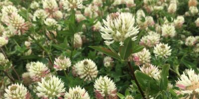 Annual Clover