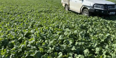 Summer Forage Crop Options