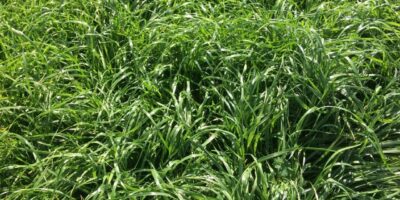 Italian Ryegrass