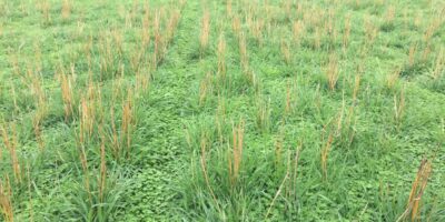 Redgum/Sandy Loam