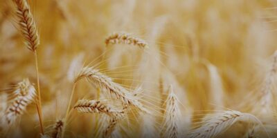 Forage cereals