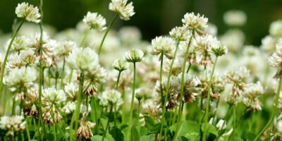 White Clover