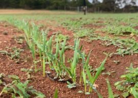 Pasture Analysis